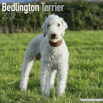Calendrier 2022 Bedlington terrier