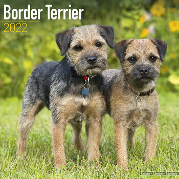 Calendrier 2022 Border terrier
