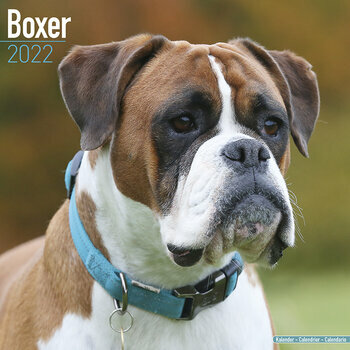 Calendrier 2022 Boxer
