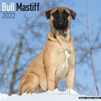 Calendrier 2022 Bullmastiff