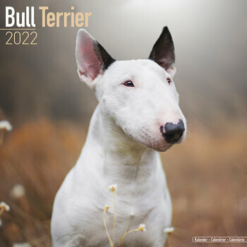 Calendrier 2022 Bull terrier