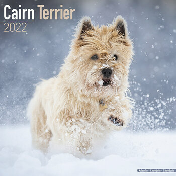 Calendrier 2022 Cairn terrier