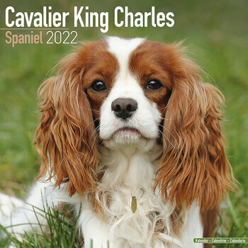 Calendrier 2022 Cavalier king charles