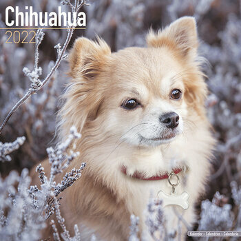 Calendrier 2022 Chihuahua