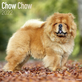 Calendrier 2022 Chow chow