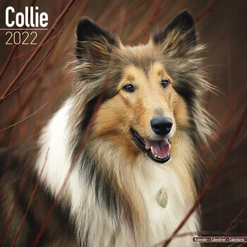 Calendrier 2022 Colley