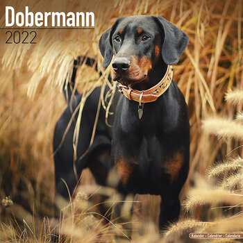 Calendrier 2022 Dobermann