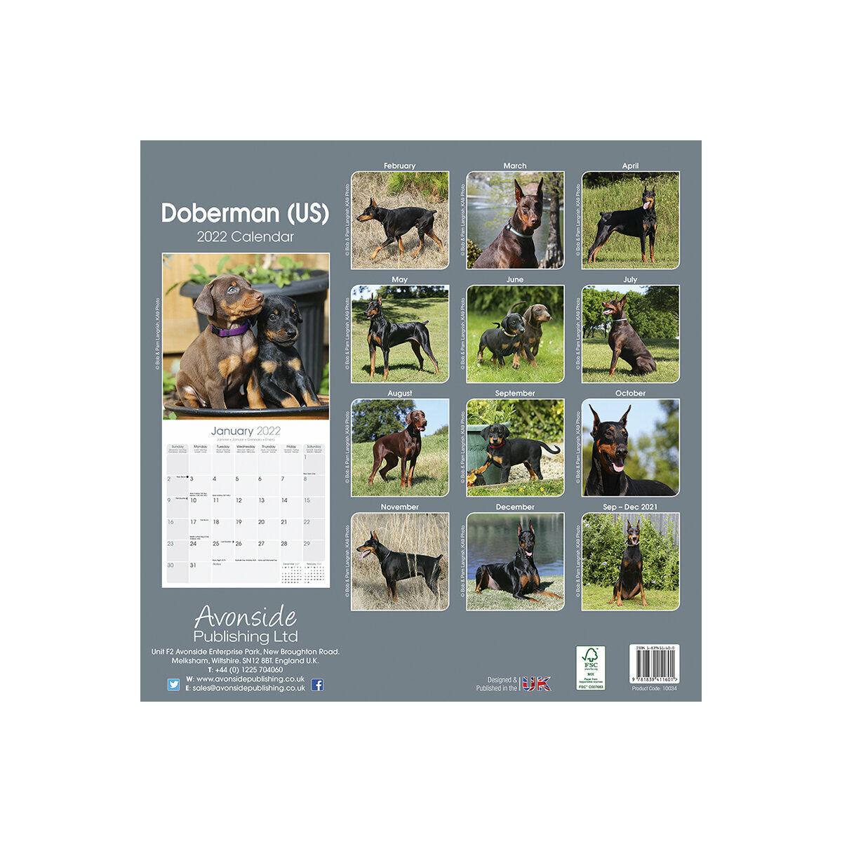 Calendrier Doberman Oreilles Coupées 2022