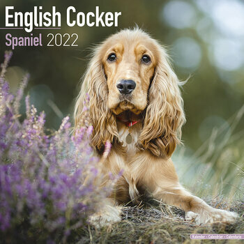 Calendrier 2022 Cocker anglais