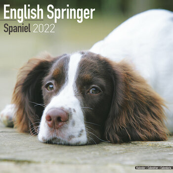 Calendrier 2022 English springer spaniel