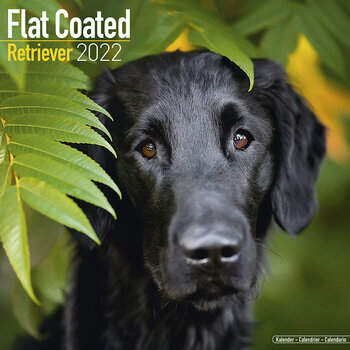 Calendrier 2022 Flat coated retriever