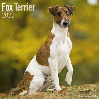 Calendrier 2022 Fox terrier
