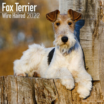Calendrier 2022 Fox terrier poil dur