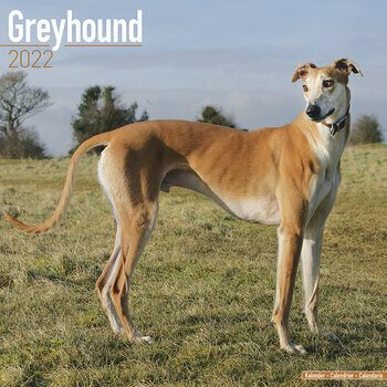 Calendrier 2022 Greyhound