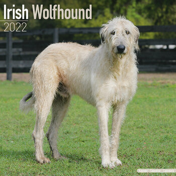 Calendrier 2022 Irish wolfhound