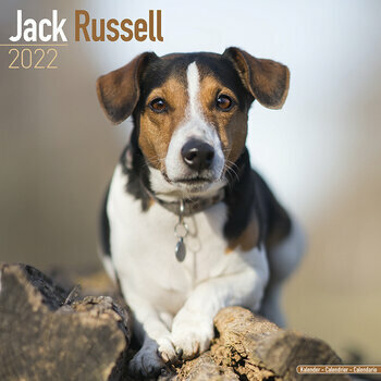 Calendrier 2022 Jack russell
