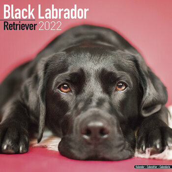 Calendrier 2022 Labrador noir