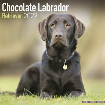 Calendrier 2022 Labrador chocolat