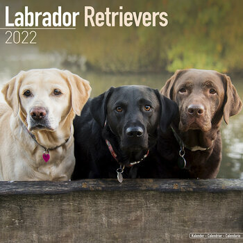 Calendrier 2022 Labrador 