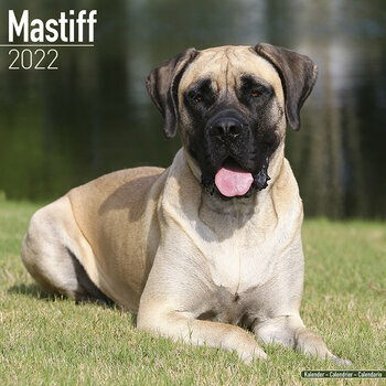 Calendrier 2022 Mastiff
