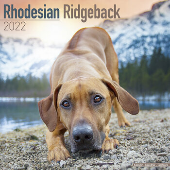 Calendrier 2022 Rhodesian ridgeback