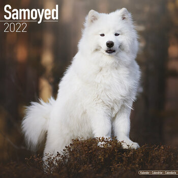 Calendrier 2022 Samoyede