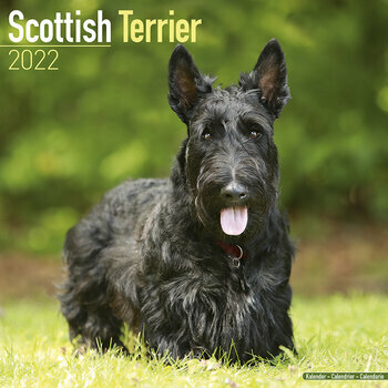 Calendrier 2022 Scottish terrier
