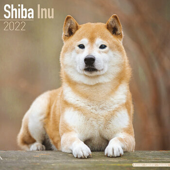Calendrier 2022 Shiba inu