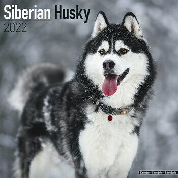 Calendrier 2022 Siberian husky