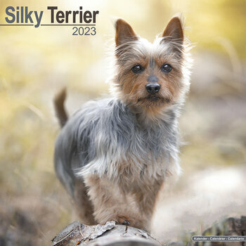 Calendrier 2022 Silky terrier