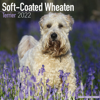 Calendrier 2022 Softcoated wheaten terrier