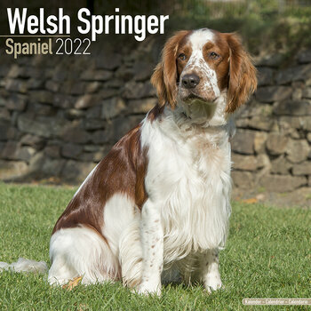 Calendrier 2022 Welsh springer spaniel