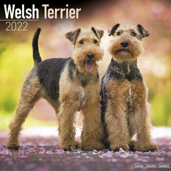 Calendrier 2022 Welsh terrier