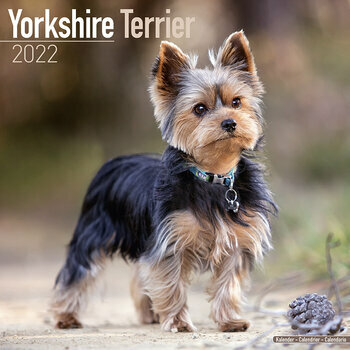 Calendrier 2022 Yorkshire terrier