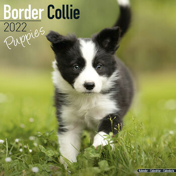 Calendrier 2022 Border collie chiot