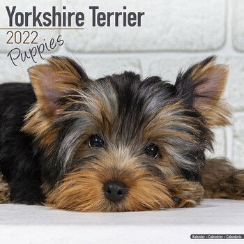 Calendrier 2022 Yorkshire terrier chiot