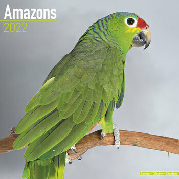 Calendrier 2022 Amazon Perroquet