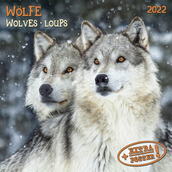 Calendrier 2022 Loup avec poster offert 