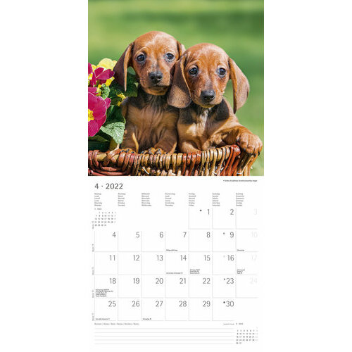 Calendrier teckel 2023