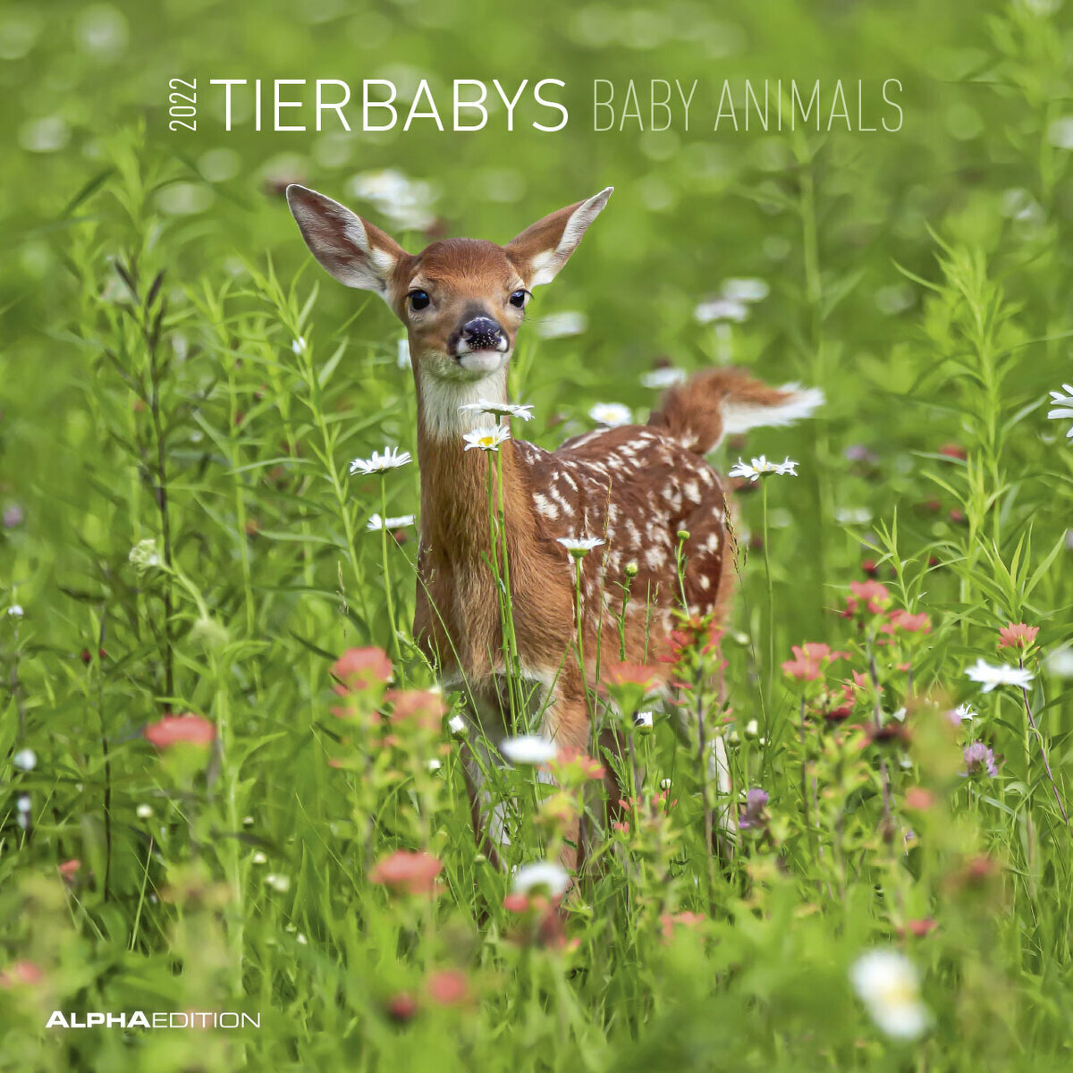 Calendrier 22 Bebe Animaux Calendrier 22 Bebe Animaux