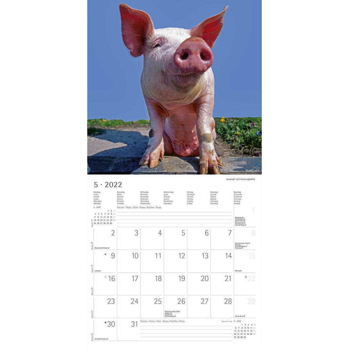 Calendrier 2022 Animaux Calendrier 2022 Animaux coquin