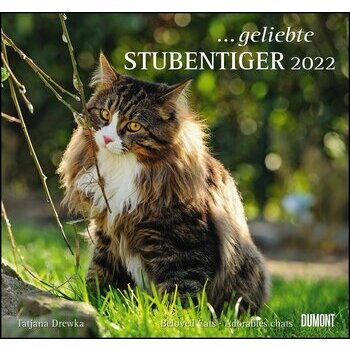 Maxi Calendrier 2022 Chat
