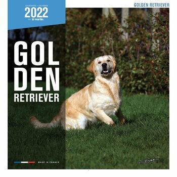 Calendrier 2022 Golden retriever