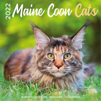 Calendrier 2022 Maine coon