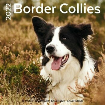 Calendrier 2022 Border Collie