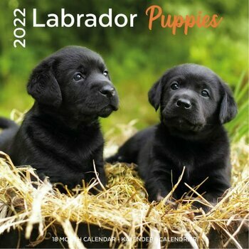 Calendrier 2022 Labradors toutes couleurs chiot