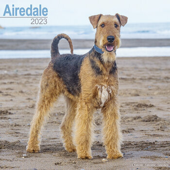 Calendrier 2023 Airedale terrier