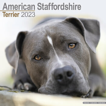 Calendrier 2023 American staffordshire terrier