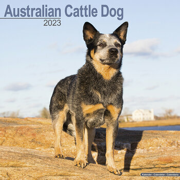 Calendrier 2023 Australian cattle dog