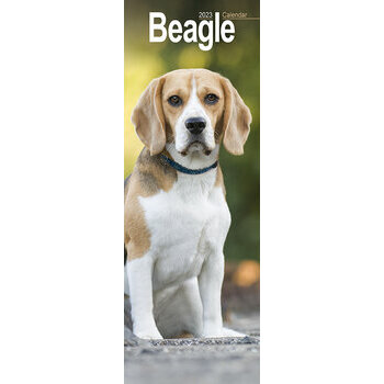Calendrier 2023 Beagle slim